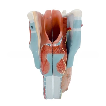 2x увеличенная анатомическая модель человеческого горла для учебного дисплея, обучающий реквизит