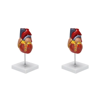 2X Модель человеческого сердца в масштабе 1: 1, анатомически точная модель сердца, анатомия человеческого скелета в натуральную величину